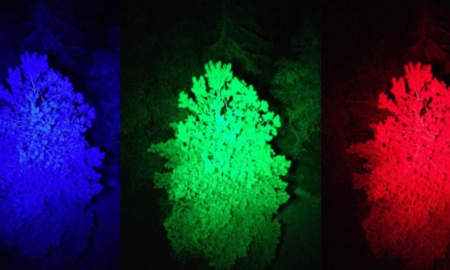 lumiere disco foret arbres