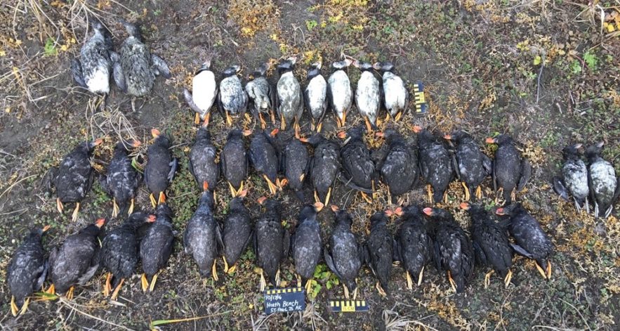 macareux morts alaska
