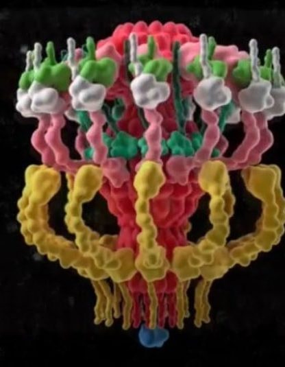 modelisation complexe bacterien ts44