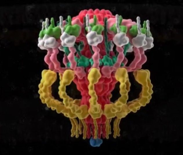 modelisation complexe bacterien ts44