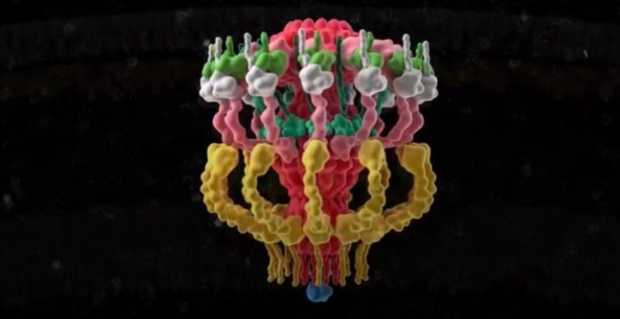 modelisation complexe bacterien ts44