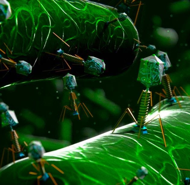 phages mycobacteries