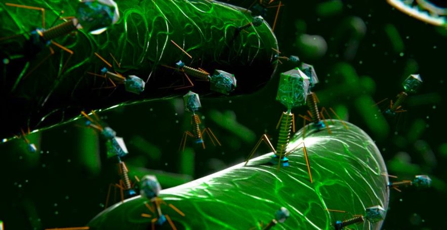 phages mycobacteries