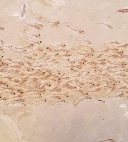 poissons fossiles dalle
