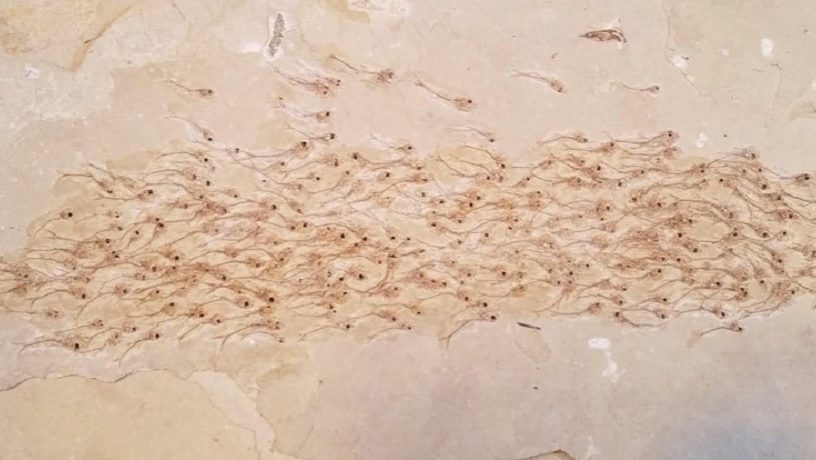 poissons fossiles dalle