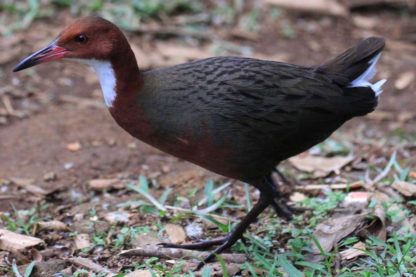 rale de cuvier oiseau mort revenue vie atoll seychelles fossiles os ossements