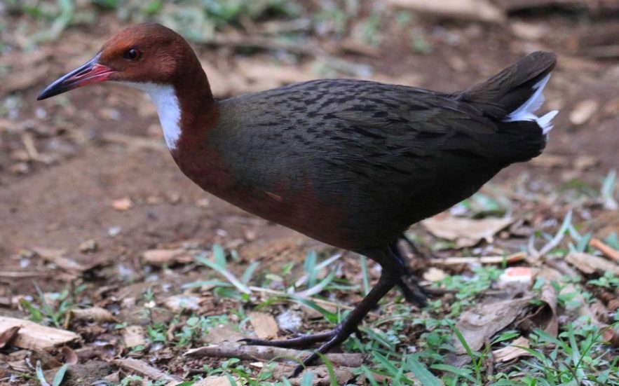 rale de cuvier oiseau mort revenue vie atoll seychelles fossiles os ossements