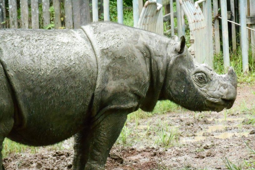 rhinoceros sumatra tam