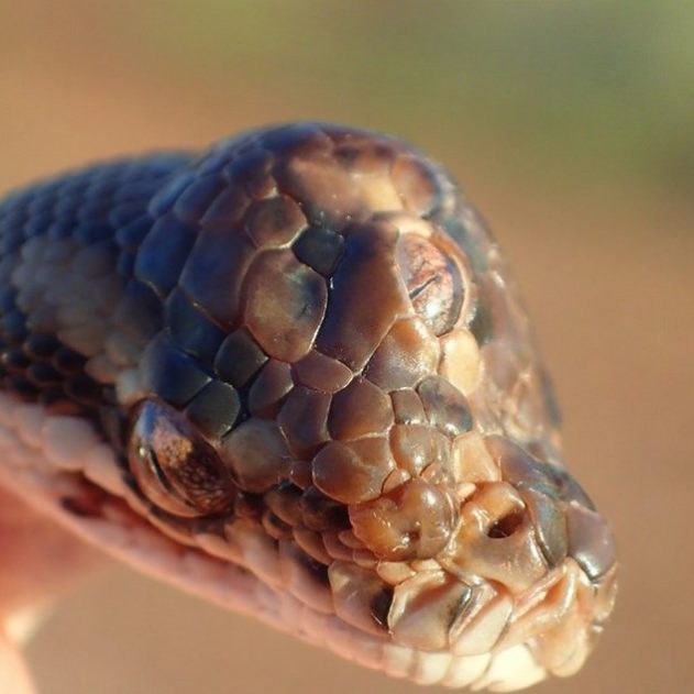 serpent malformation trois yeux