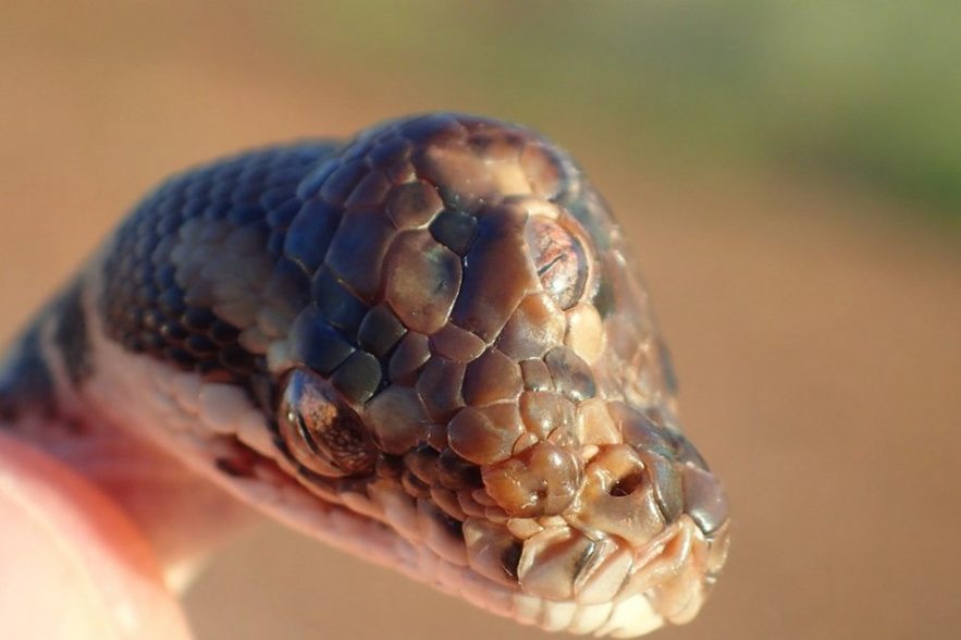 serpent malformation trois yeux
