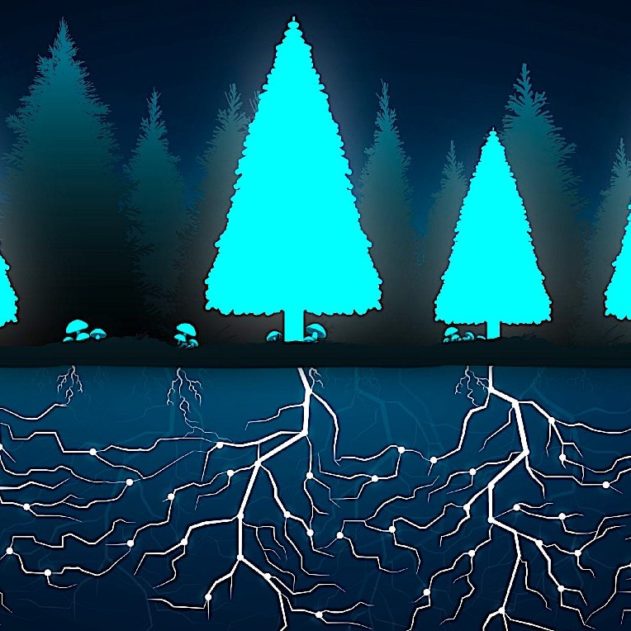 wood wide web reseau microbes connexion mondiale arbres
