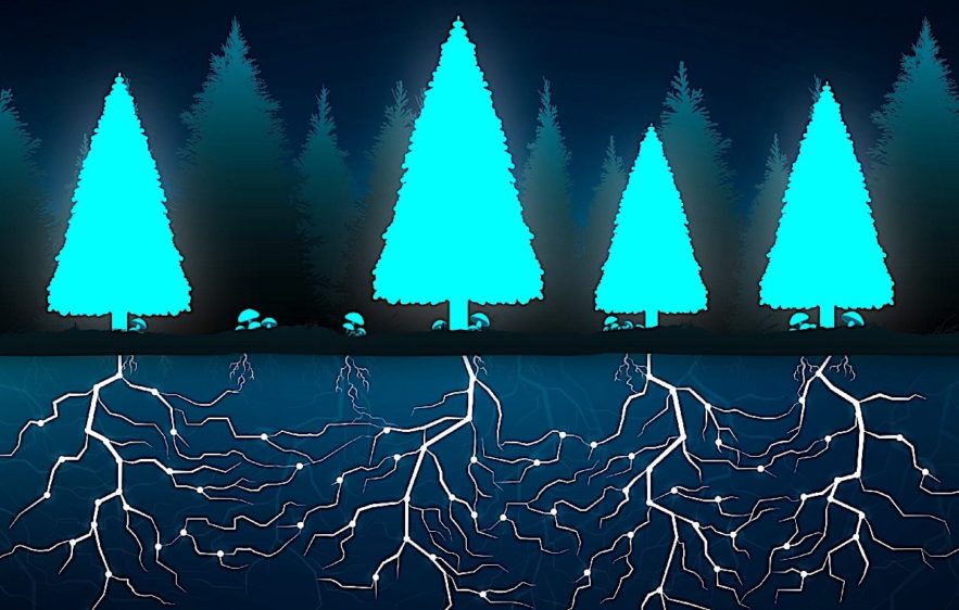 wood wide web reseau microbes connexion mondiale arbres