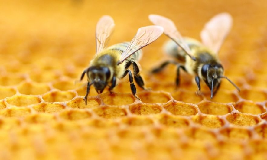 abeilles symboles nombres