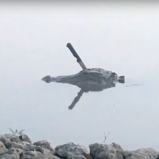 alligator avec couteau dans crane texas