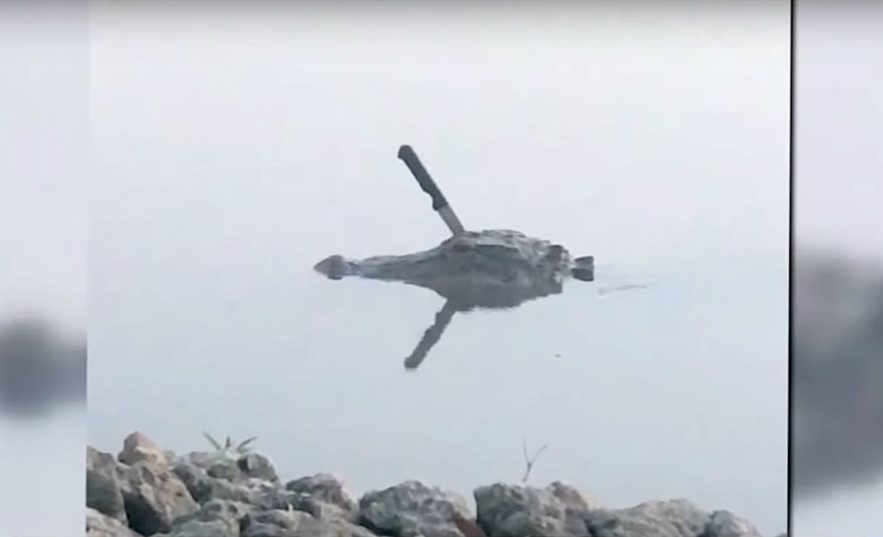 alligator avec couteau dans crane texas