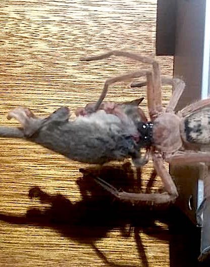 araignee mange phalanger opossum