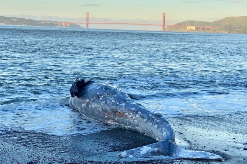 baleine grise echouee californie