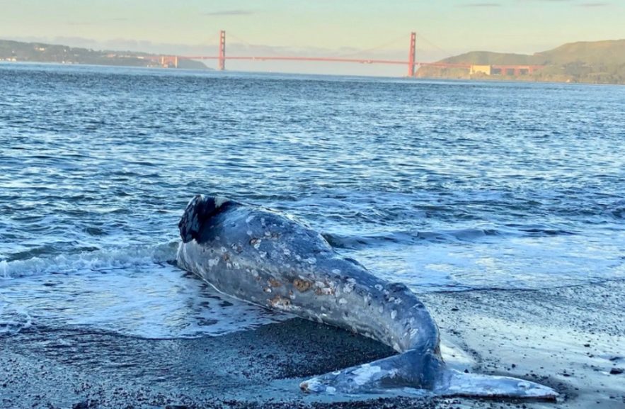 baleine grise echouee californie