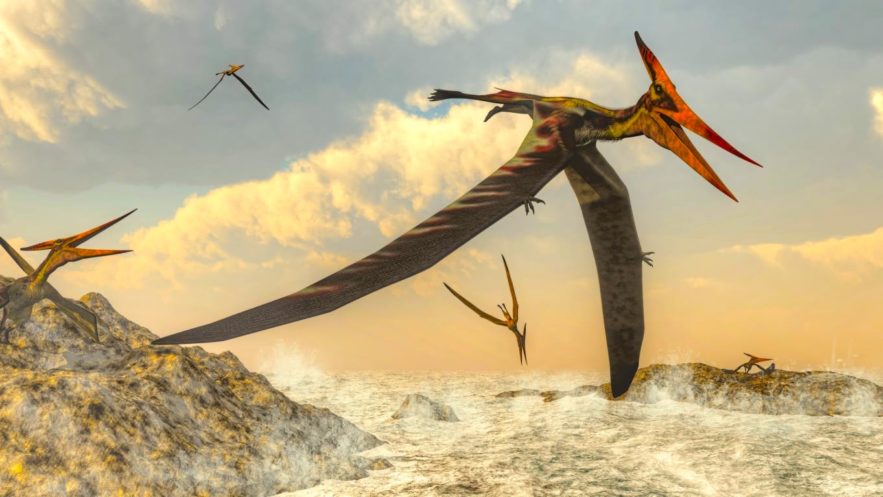 bebe pterodactyle voler
