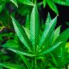 cannabis chine millenaire
