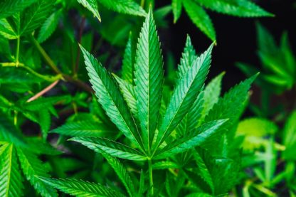 cannabis chine millenaire