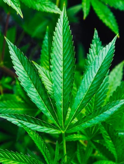 cannabis chine millenaire