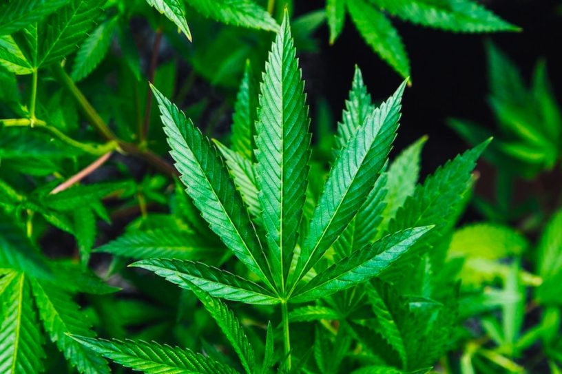 cannabis chine millenaire