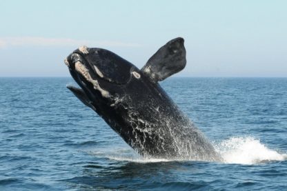 chant baleine franche