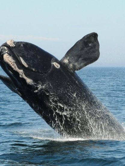 chant baleine franche