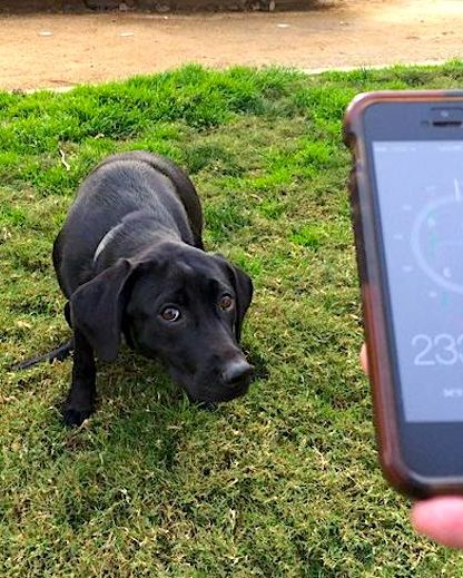 chiens detectent champ magnetique terrestre alignement defequation
