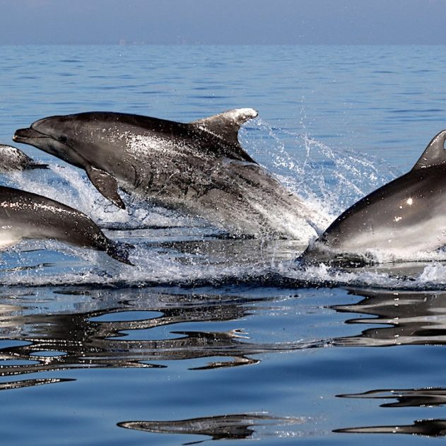 dauphins amitie selon interets communs