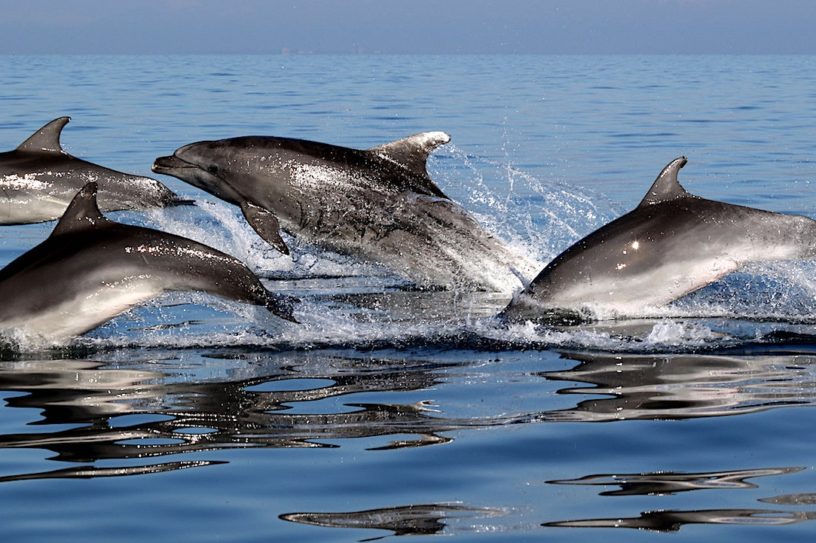 dauphins amitie selon interets communs