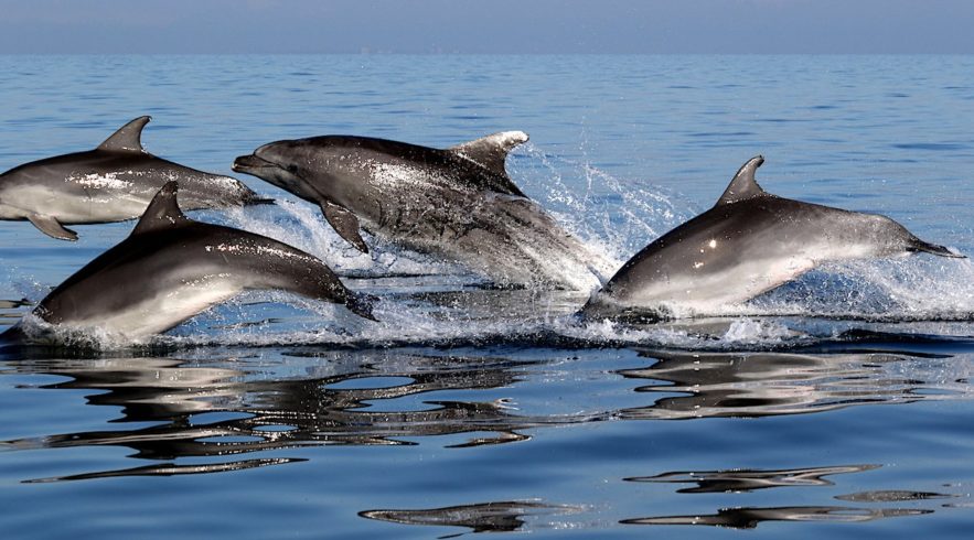 dauphins amitie selon interets communs