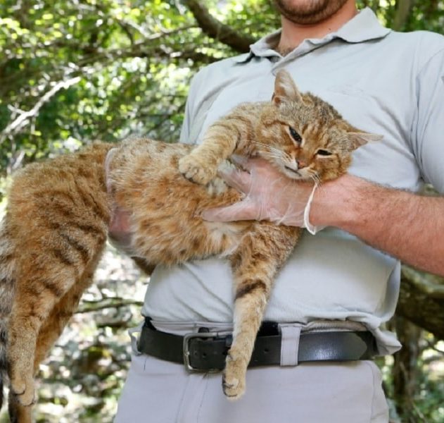 espace chat renard