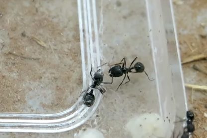 fourmis aident camarades a retirer toiles araignee