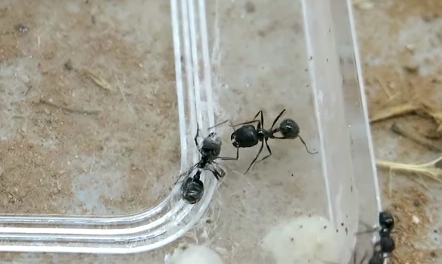 fourmis aident camarades a retirer toiles araignee