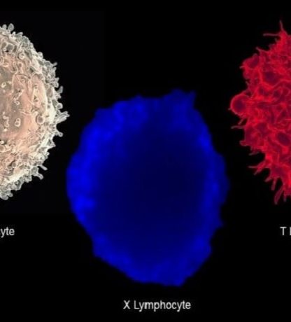 lymphocyte hybride diabete