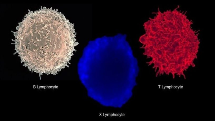 lymphocyte hybride diabete