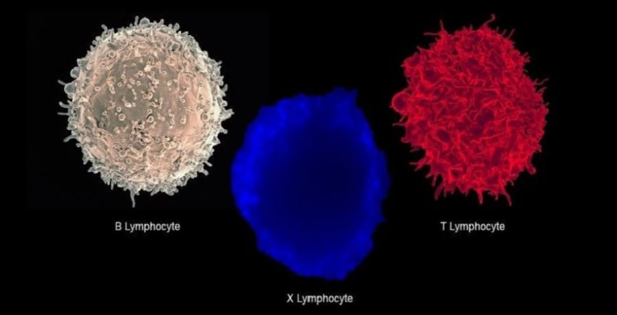 lymphocyte hybride diabete