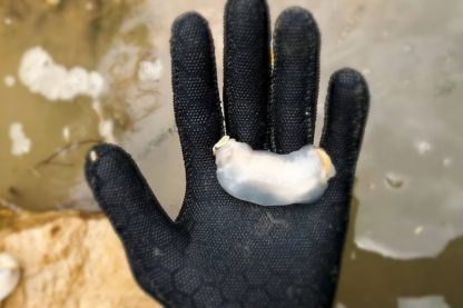 mollusque roche