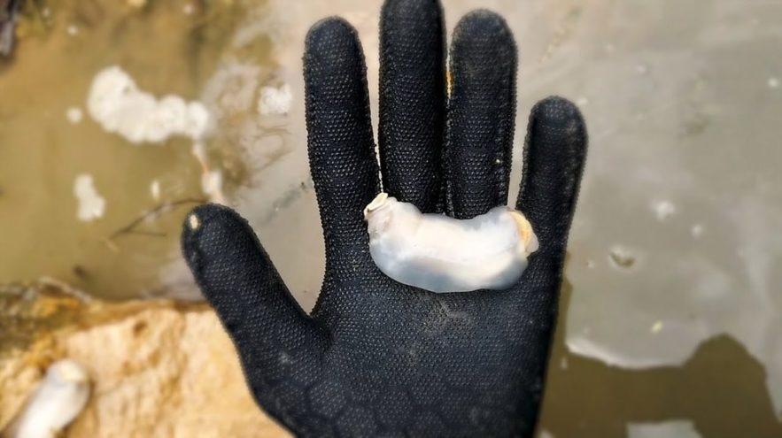 mollusque roche