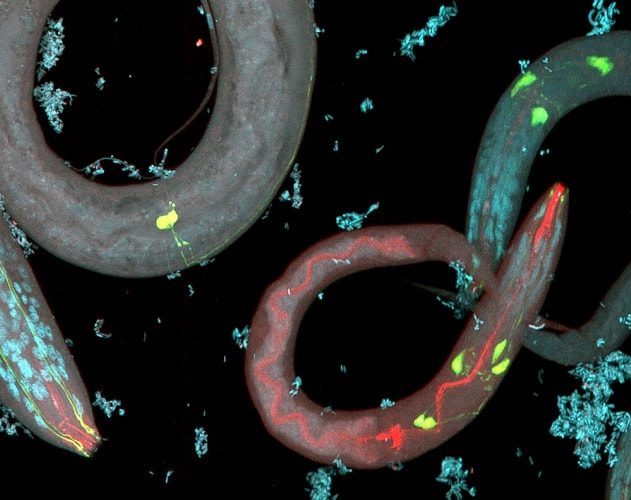 nematode neurones genetique