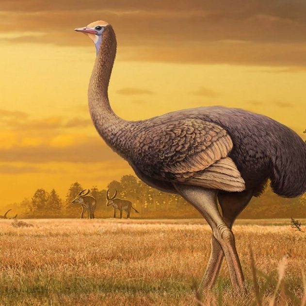 oiseau geant europe