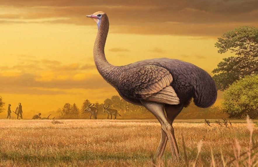 oiseau geant europe
