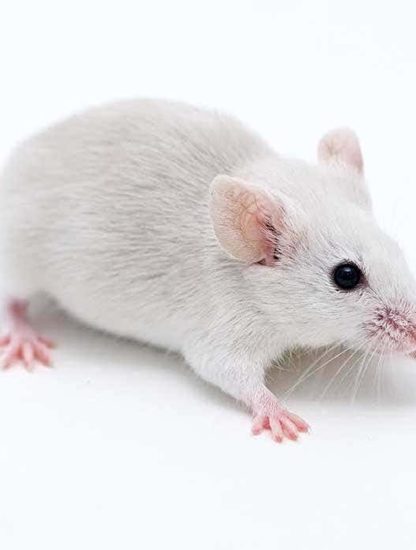 souris sens odorat restaure cellules souches