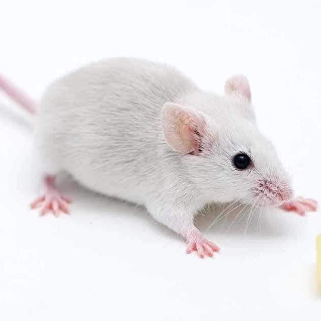 souris sens odorat restaure cellules souches