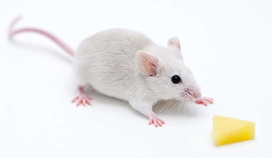 souris sens odorat restaure cellules souches