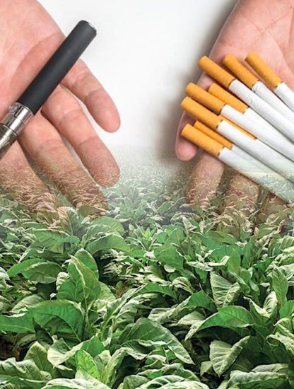 tabac genetiquement modifie solution lutte contre tabagisme