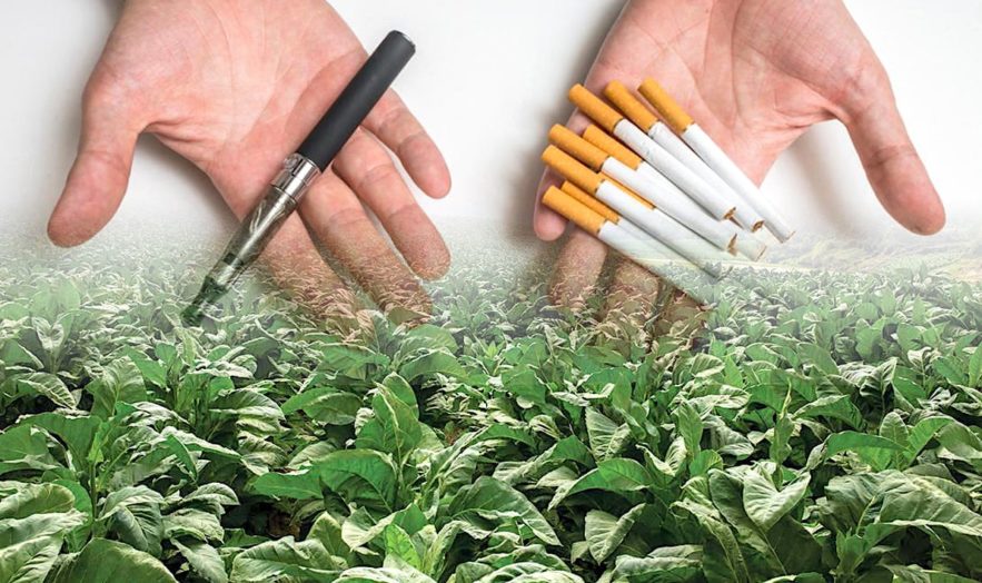 tabac genetiquement modifie solution lutte contre tabagisme