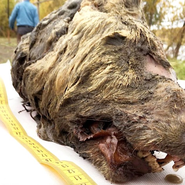 tete loup coupee vieux 40000 ans decouverte siberie